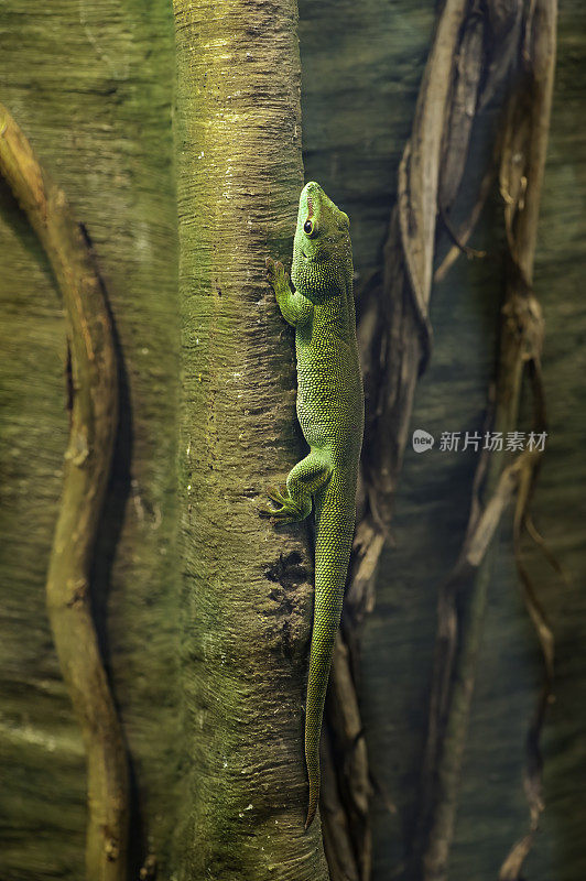 Phelsuma grandis，是一种白天活动的树栖日壁虎。马达加斯加巨日壁虎。